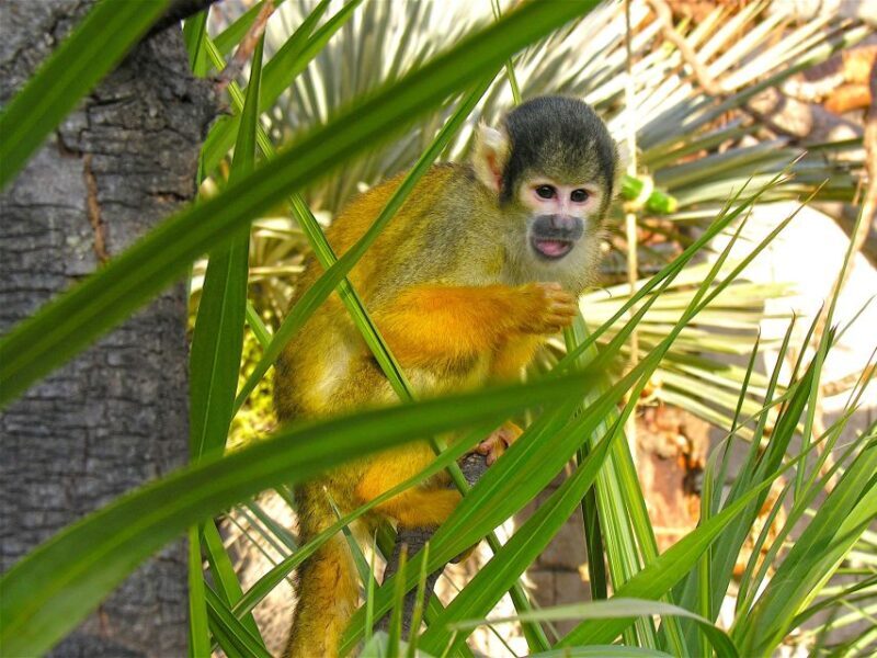 Benidorm: Terra Natura Theme Park 1-Day Tickets - Key Points