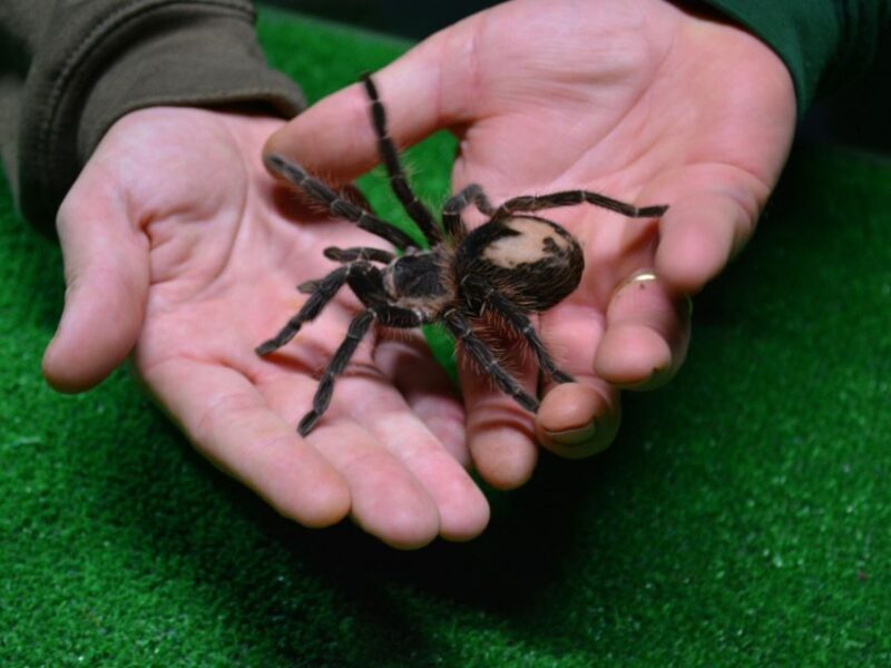 Benidorm: Terra Natura Theme Park 1-Day Tickets - FAQ