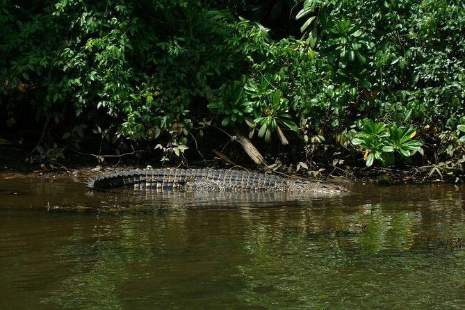 Bentota River Boat Safari with Private Boat Beruwala/Bentota/Kosgoda/Ahungalla - The Deep Dive: What to Expect from Your Bentota River Safari