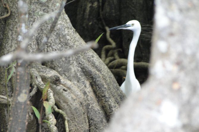 Bentota River Safari - Discover the Charm of the Bentota River Safari