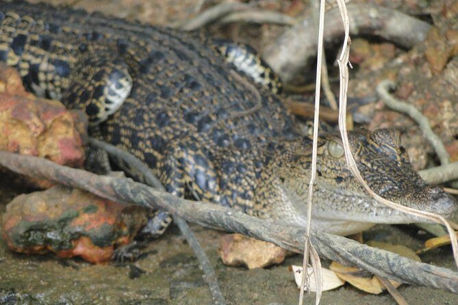 Bentota River Safari - Final Thoughts
