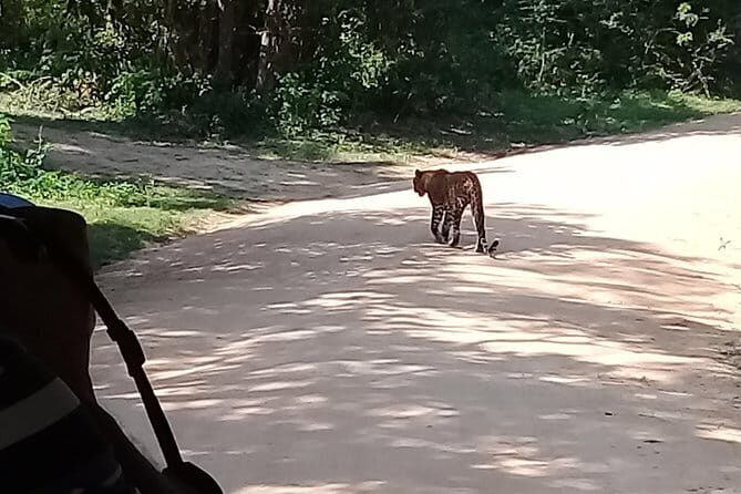 Bentota Tuk Tuk Safari - Final Thoughts