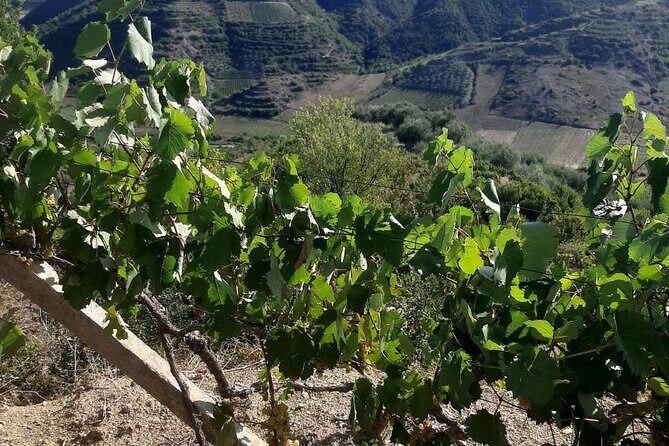 Berat 4x4 Off-Road and Vineyard Wine Tasting - FAQ