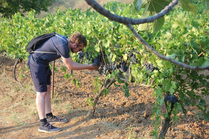 Berat Grand Wine Tasting & Food Tour - Key Points