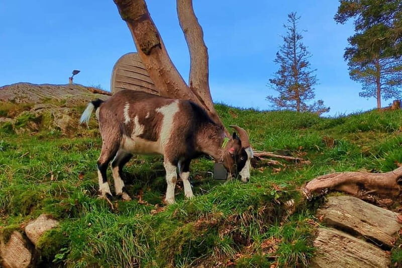 Bergen Like a Local: Culture, Views, and the Stave Church - The Ride Up Mount Fløyen: Breathtaking Views and Forest Encounters
