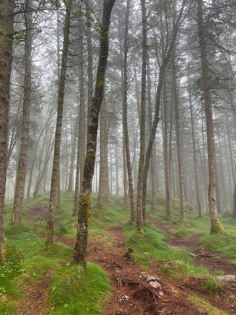 Bergen Magical Nature Tour | ViFlowExperience - The Sum Up