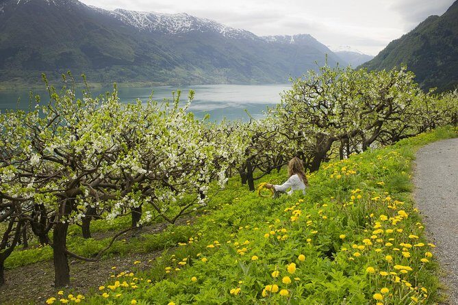 Bergen: Private Full-Day Roundtrip to Hardangerfjord with cruise - Returning to Bergen