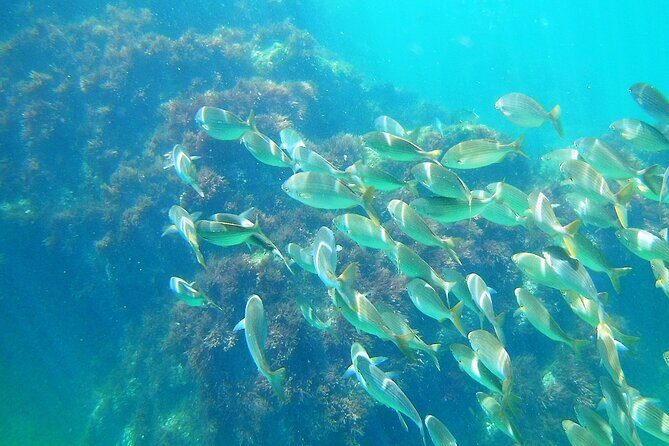 Berlengas Island Catamaran Tour + Snorkeling - FAQ