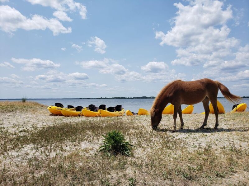 Berlin: Assateague Island Wildlife Discovery Kayak Tour - Key Points
