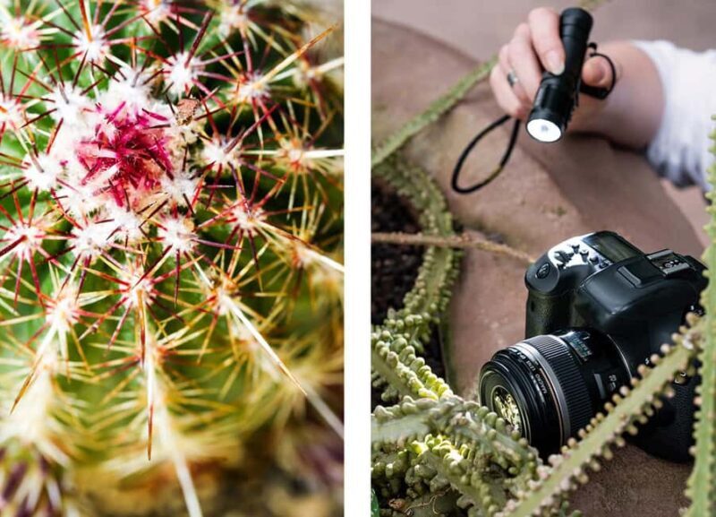 Berlin: Macro photography course - Nature in detail - FAQ