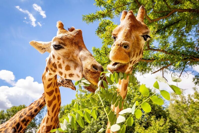 Berlin: Tickets for the Tierpark in East Berlin - Key Points