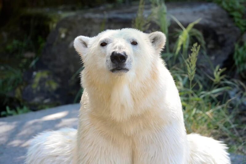 Berlin: Tickets for the Tierpark in East Berlin - Practical Details and Tips