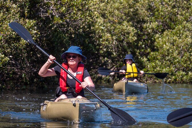 Bermagui River Kayak Tour - Practical Tips for Your Kayaking Day