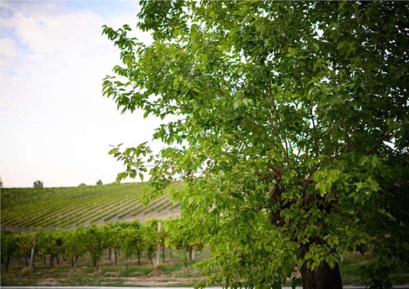 Bertinoro: Authentic Romagna Wine Tasting Experience - Key Points