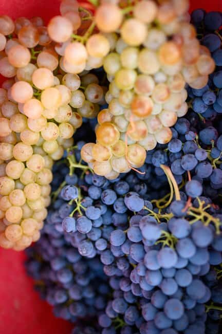 Bertinoro: Authentic Romagna Wine Tasting Experience - The Charm of a Family Winery