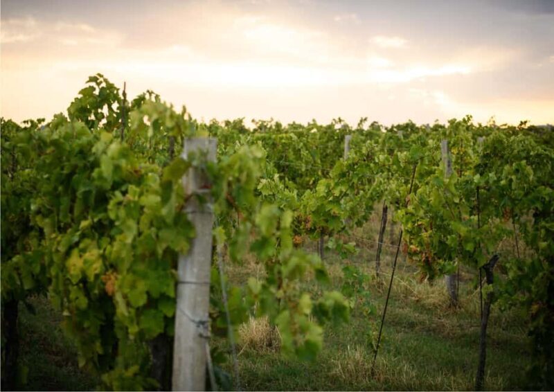 Bertinoro: Authentic Romagna Wine Tasting Experience - Price and Value