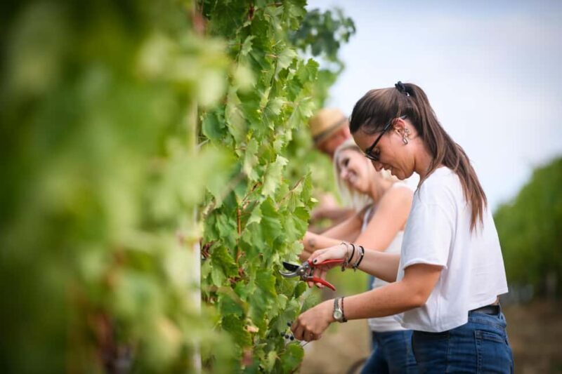 Bertinoro: Authentic Romagna Wine Tasting Experience - The Experience in a Nutshell