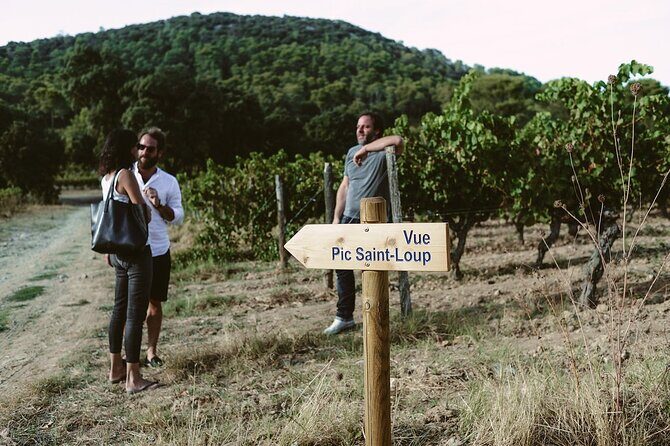 Bertrand Bosc wine and food tour in Pic St Loup - The Sum Up: Who Is This Tour Best For?
