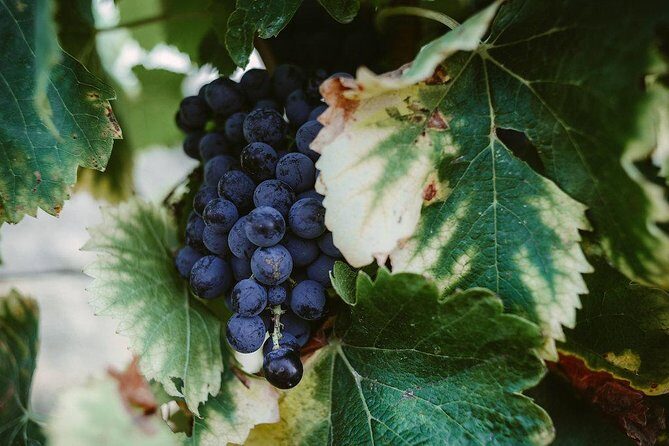 Bertrand Bosc wine and food tour in Pic St Loup - FAQs