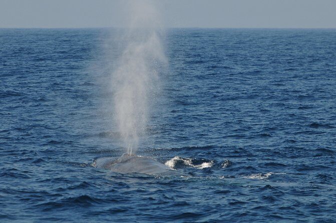 Bespoke Whale Watching Cruise to witness finned giants  Mirissa - Introduction: Why Choose a Whale Watching Tour in Mirissa?
