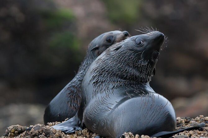 Best Abel Tasman Day trip - FAQ