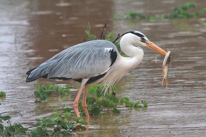 Best Birdwatching Lagoon Tour - Who Is This Tour Best For?
