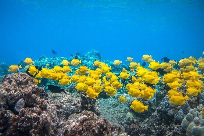 Best Coral Reef Snorkel Tour in Kona - Protected Marine Sanctuary - Introduction
