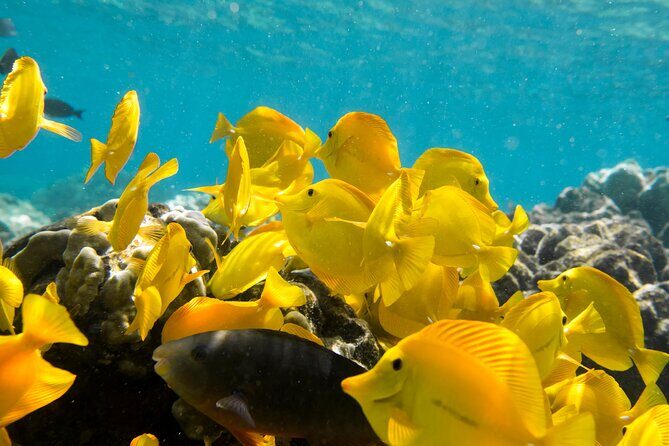 Best Coral Reef Snorkel Tour in Kona - Protected Marine Sanctuary - Key Points