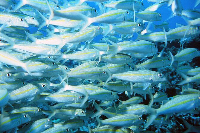 Best Coral Reef Snorkel Tour in Kona - Protected Marine Sanctuary - Practical Considerations and Tips