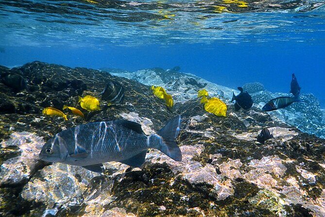 Best Coral Reef Snorkel Tour in Kona - Protected Marine Sanctuary - The Sum Up