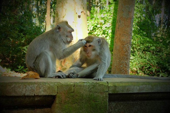 Best of Bali Half Day Tour: Monkey Forest & Tanah Lot Sunset (All Inclusive) - What’s Included and What’s Not