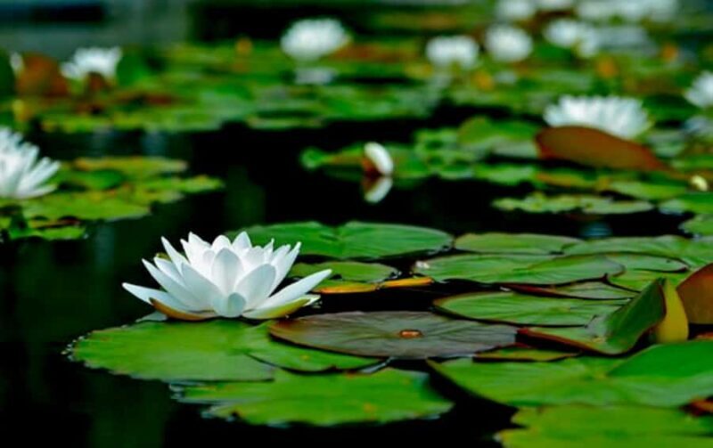 Best of Fiji Tours: 3 Days Package - Who Will Love This Tour?