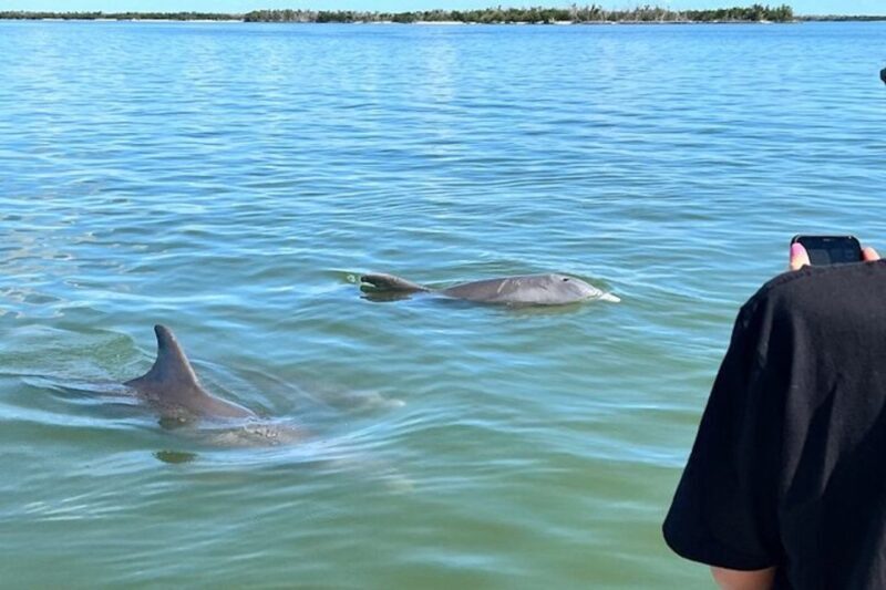 Best of Marco Dolphin Tour - Key Points