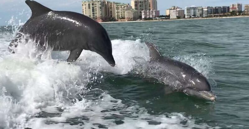 Best of Marco Dolphin Tour - The Itinerary: What You Can Expect
