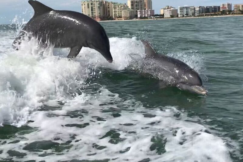 Best of Marco Dolphin Tour - The Authentic Experience: What Travelers Say