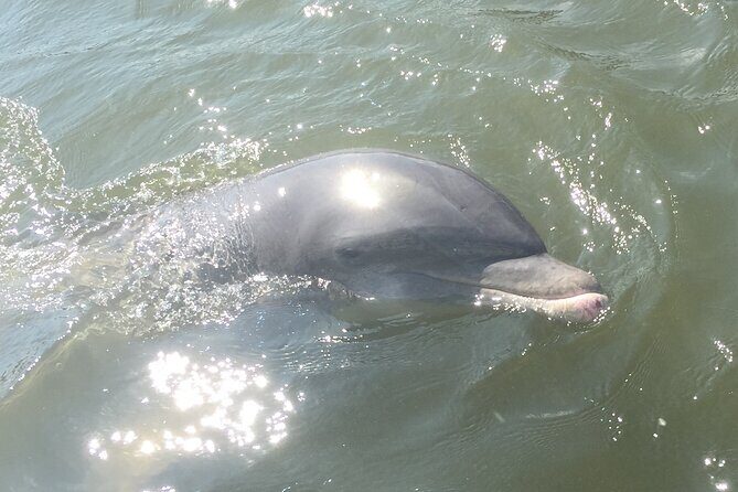 Best of Marco Island Dolphin Tour - FAQ