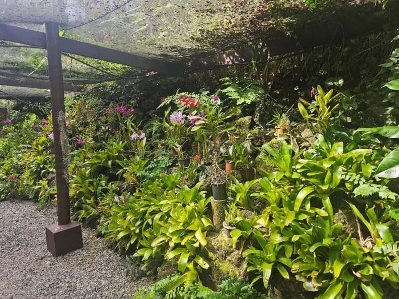 Best of Nadi Highlights - The Ultimate Relaxation: Sabeto Hot Springs and Mud Pool