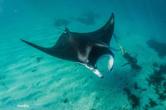 Best of Ningaloo Mantas and More - The Itinerary: What to Expect