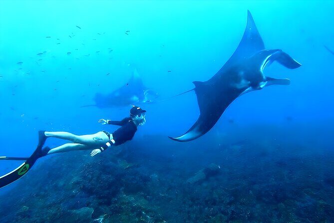 Best of Nusa Penida Snorkeling: Manta Bay, Wall Point & Gamat Bay - Key Points