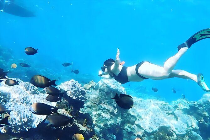 Best of Nusa Penida Snorkeling: Manta Bay, Wall Point & Gamat Bay - The Sum Up