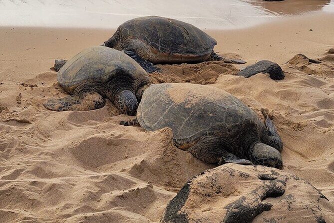 Best of Oahu's North Shore in small group (Se Habla Español) - Chuns Reef Beach: Turtle Spotting Continues