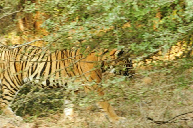 Best of Rajasthan with Ranthambore - Evaluating the Value