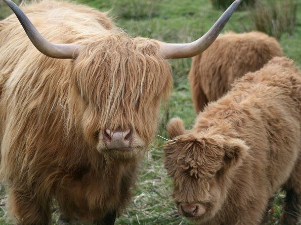 Best of Scotland in a Day Very Small Group Tour from Edinburgh - Transport and Group Size