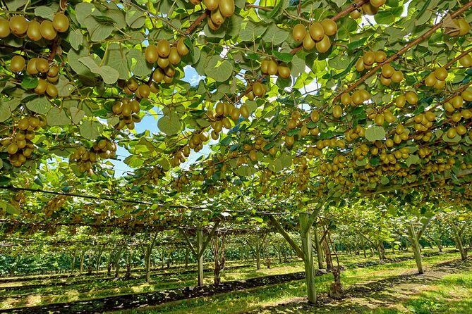 Best of Tauranga & Rotorua's Hidden Secrets - Shore Excursion - Visiting the Redwoods Again & Architectural Gems