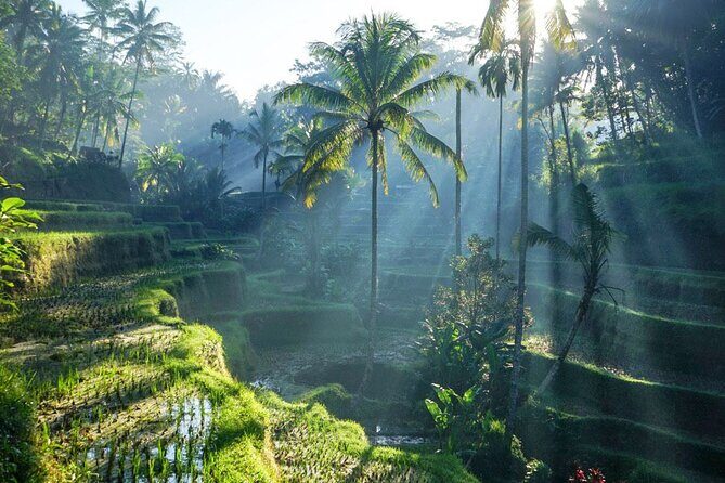 Best of Ubud: Rice Terrace, Temple and Waterfall Private Tour - Key Points