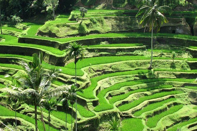 Best Of Ubud Tours - Key Points