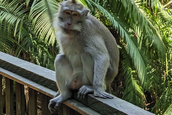 Best of Ubud Village Private Tour with Jungle Swing All Inclusive - The Itinerary: What to Expect at Every Stop