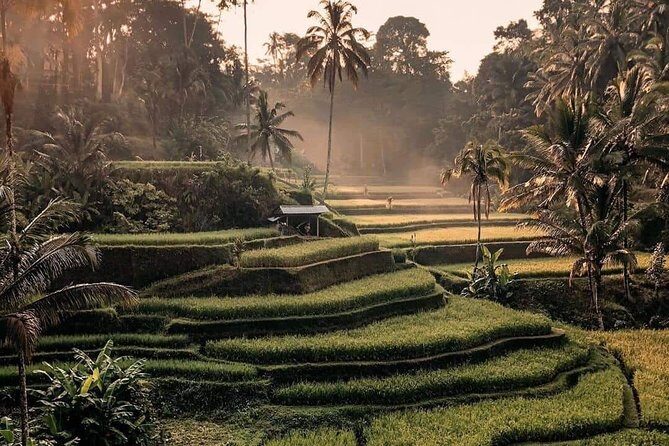 Best of Ubud Waterfalls, Tegalalang Rice Terrace and Swing Tour - In-Depth Look at the Tour