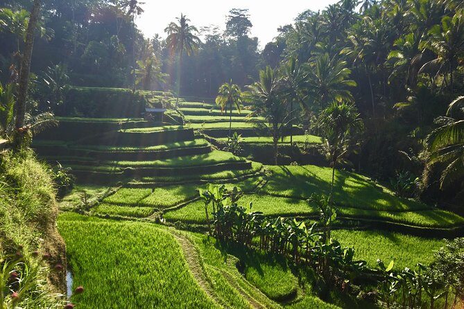Best of Ubud Waterfalls, Tegalalang Rice Terrace and Swing Tour - FAQ