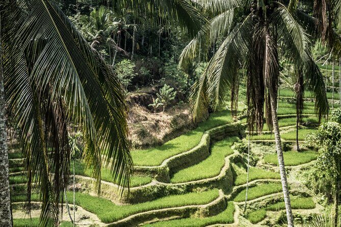 Best of Ubud with Jungle Swing Tour - A Deep Dive into the Ubud Jungle and Culture Tour